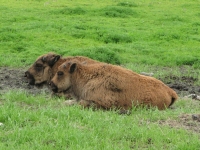 Baby bison